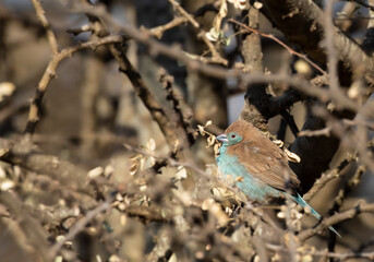 Blue waxbill