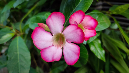 Adenium Obesum with beautiful pink and white flowers, top view