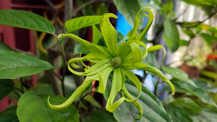 The fresh, light green flowers of ylang ylang or Cananga odorata have a very fragrant aroma and produce essential oil, top view