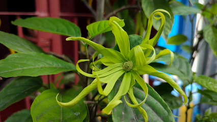 Fresh flowers of ylang ylang or Cananga odorata plant have a very fragrant aroma and produce essential oil, top view