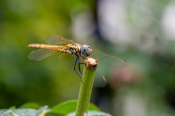 Helicopter beetle in nature environment on a sunny day, macro shot.dragonfly