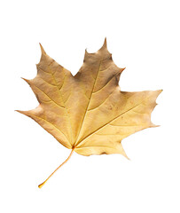 A leaf of a tree is shown on a white background