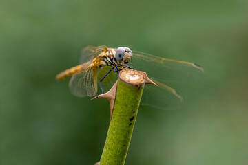 Helicopter beetle in nature environment on a sunny day, macro shot.dragonfly