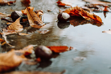 Natural background with fallen dry leaves and chestnut fruits in a puddle in dark key. Fall season rain. Rainy day. Autumnal backdrop. October rains.