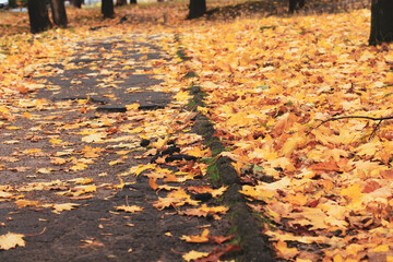 Fallen withered golden yellow maple leaves lie carpeted on the ground in an autumn park, forest. A path in autumnal parkland, woods. Fall season.