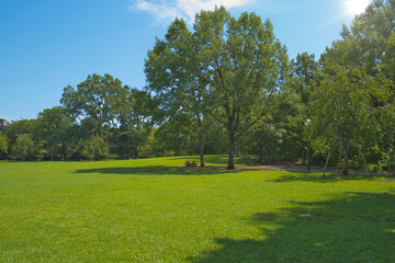 A park full of greenery in summer