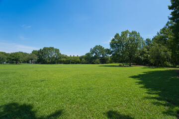 Obraz premium A park full of greenery in summer