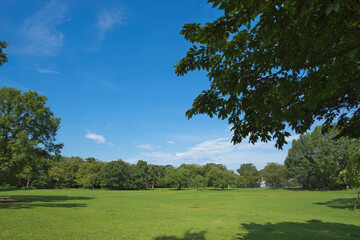 A park full of greenery in summer
