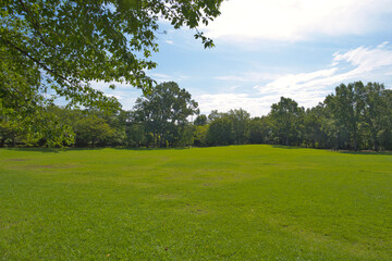 A park full of greenery in summer
