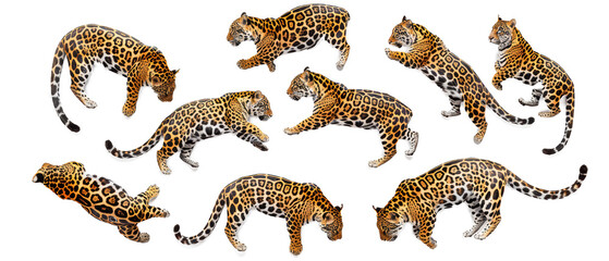 Set of isolated agile jaguars and prowling panthers. cut elements, themed designs. Top view high quality PNG." design elements, top view / flat lay.	
