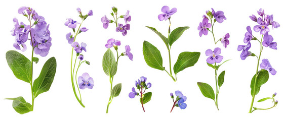 Set of isolated Veronica, viyola ve Virginia bluebells. cut elements, themed designs. Top view high quality PNG." design elements, top view / flat lay.	
