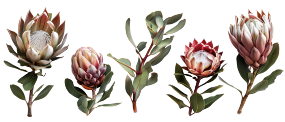 Set of isolated Ulproteas, leucadendrons, and king proteas. cut elements, themed designs. Top view high quality PNG." design elements, top view / flat lay.	
