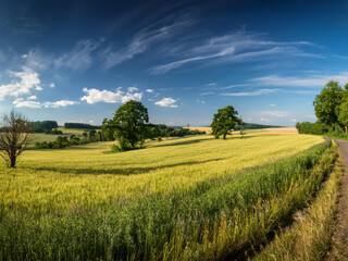 field with green farms and blue sky