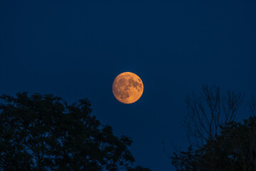 Buckmoon of 19 July 2024 shown here with silhouette trees and blue, cloudless sky, space for text, astrophotography