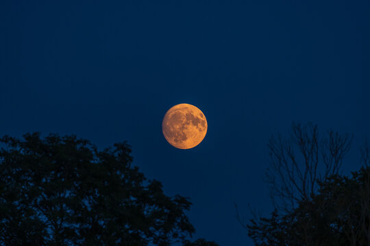 Buckmoon of 19 July 2024 shown here with silhouette trees and blue, cloudless sky, space for text, astrophotography