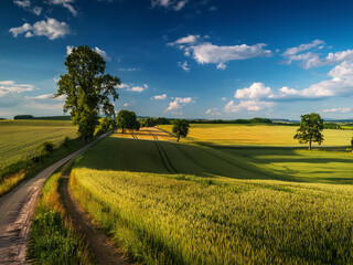 Obraz premium field with green farms and blue sky