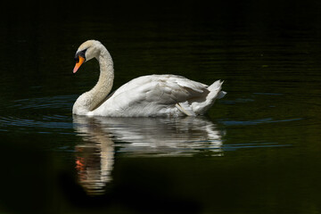 White mute swan on the water showing reflection, soft focus image, focus on swan