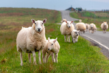 A flock of sheep returns from everyday grazing in a prairie.