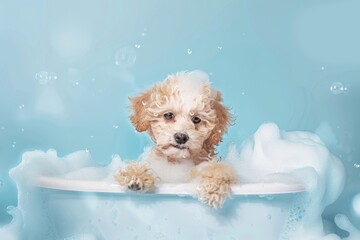 Underwater funny photo of brown maltipoo poodle puppy in the pool playing with fun - jumping, diving deep down. Beautiful simple AI generated image in 4K, unique.