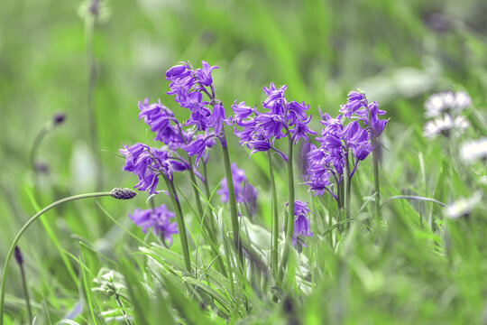 Bluebells shot in their natural habitat of woodland, close up shots, blue and green colours dominate, shallow depth of field images