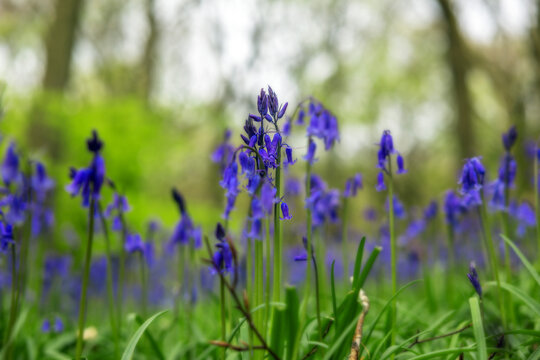 Bluebells shot in their natural habitat of woodland, close up shots, blue and green colours dominate, shallow depth of field images