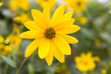 yellow flowers in a garden -  natural summer background