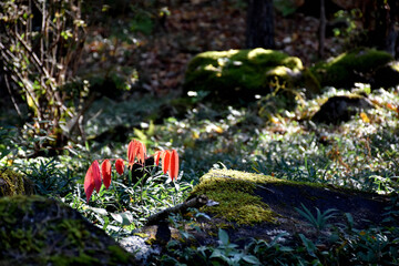 苔むす森の奥で、伸びてきた赤い葉の植物