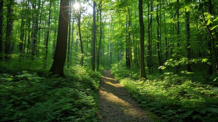 Obraz premium 3 Lush green forest with sunlight filtering through the leaves Pathway winding through the trees
