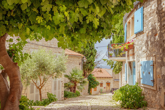 A beautiful courtyard located in the Istrian town of Rovinj, Croatia, Europe, summer flowers, bright, airy space, vibrant colours, no people