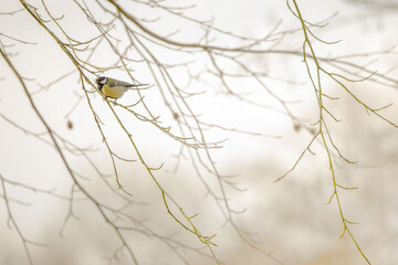 Single great tit bird sitting on a leafless branch of a tree.  Shallow depth of field image, focus on bird, branches defocussed, space for text