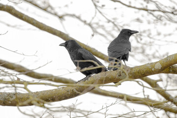 Two blackbirds sitting in a tree, shallow depth of field image, focus on birds, branches defocussed