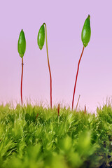 A focus stacked image, to increase depth of field, of 3 sporophytes on a bed of gametophyte, shot against a contrasting pink background