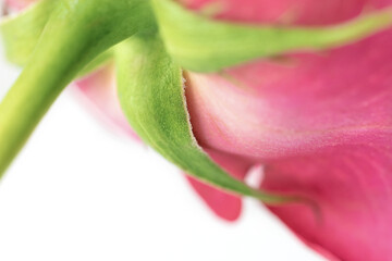 Single pink, magenta rose, soft focus image, shallow depth of field shot on pale background