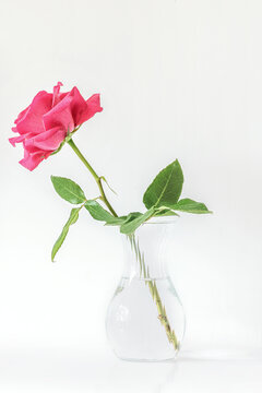 Single pink, magenta rose, focus stack image to increase depth of field, shot against white background, space for text