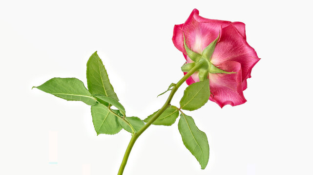 Single pink, magenta rose, focus stack image to increase depth of field, shot against white background, space for text