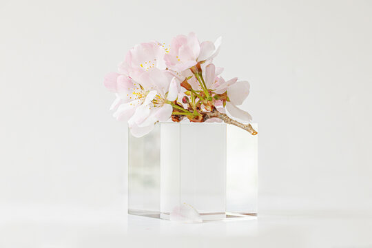 A single delicate sprig of apple blossom shot against white background on glass block, soft focus, soft image, pastel colours