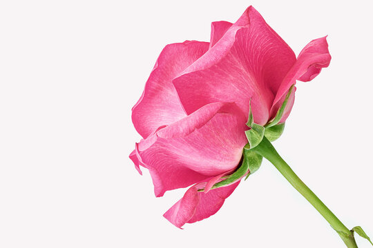 Single pink, magenta rose, focus stack image to increase depth of field, shot against white background, space for text