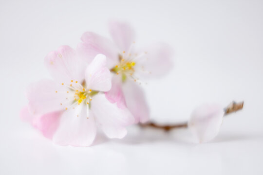 A single delicate sprig of apple blossom shot against white background on glass block, soft focus, soft image, pastel colours