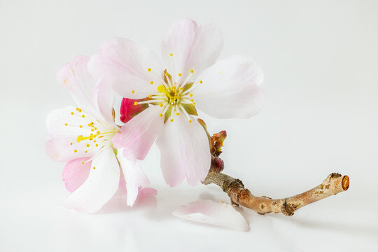 A single delicate sprig of apple blossom shot against white background on glass block, soft focus, soft image, pastel colours