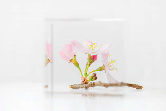 A single delicate sprig of apple blossom shot against white background on glass block, soft focus, soft image, pastel colours