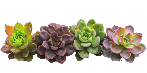 Four different colored succulent plants are lined up next to each other
