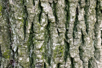 Texture quercia