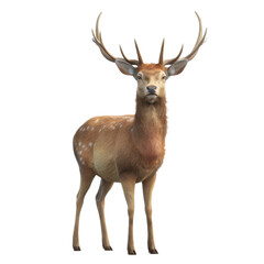 Obraz premium Majestic Deer with Antlers