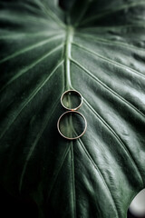 Two gold rings are placed on a leafy green plant. The rings are positioned in a way that they are...