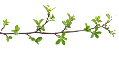A branch with green leaves is shown on a white background