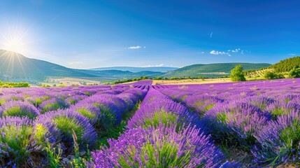 Obraz premium A wide-angle shot of the vibrant lavender fields in Provence, France, under a clear blue sky.