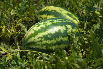 watermelon on green grass in field