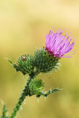 Thistle flower in the field. Macro shot with shallow depth of field