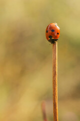 ladybug on a straw of a dry grass, macro photo, nature series	