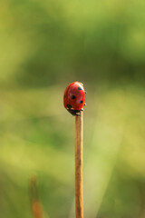 ladybug on a straw of a dry grass, macro photo, nature series	